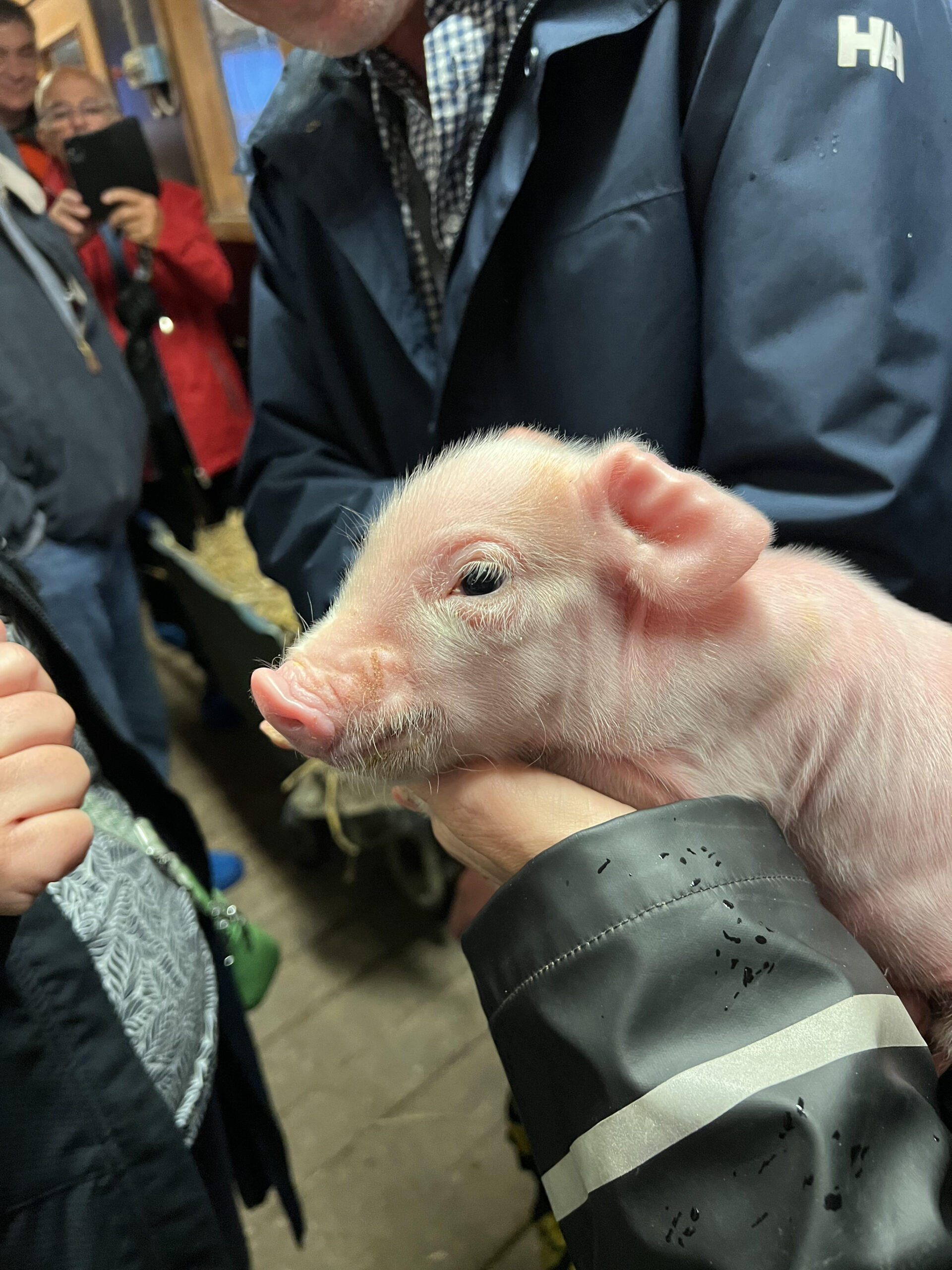 Studiebesök hos Nibble Gårdsgris!